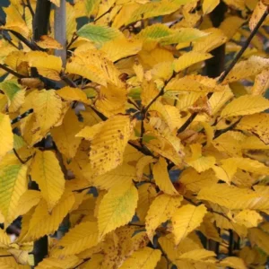 American Hornbeam Live Plant - 6-12" Tall - 1 Quart Pot - Carpinus caroliniana - Image 1