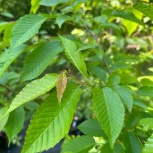 American Hornbeam Live Plant - 6-12