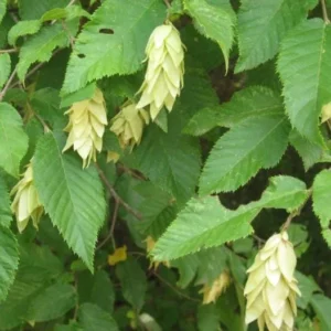 American Hornbeam Live Plant - 6-12