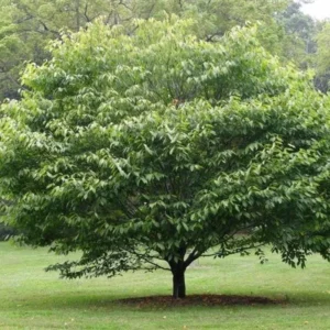 American Hornbeam Live Plant - 6-12