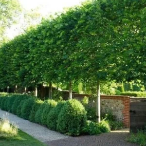 American Hornbeam Live Plant - 6-12