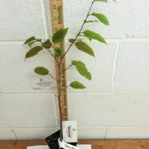 American Hornbeam Live Plant - 6-12