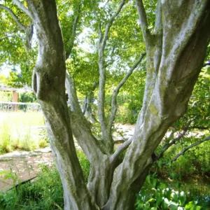 American Hornbeam Live Plant – Musclewood Tree – Quart Pot – Outdoor - Image 2
