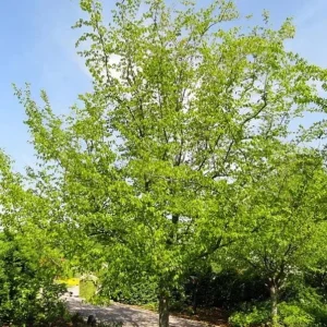 American Hornbeam Live Plant – Quart Pot – Native Deciduous Tree – Outdoor - Image 2