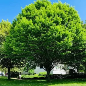 American Hornbeam Live Plant – Quart Pot – Native Deciduous Tree – Outdoor - Image 4