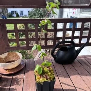 American Hornbeam Live Plant – Quart Pot – Native Deciduous Tree – Outdoor - Image 5