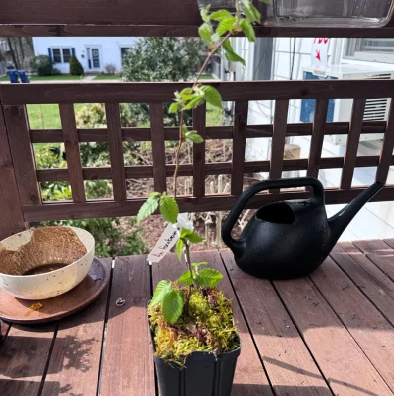 American Hornbeam Live Plant – Quart Pot – Native Deciduous Tree – Outdoor - Image 5