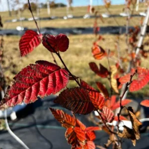American Hornbeam Live Plant – Quart Pot – Native Deciduous Tree – Outdoor - Image 6