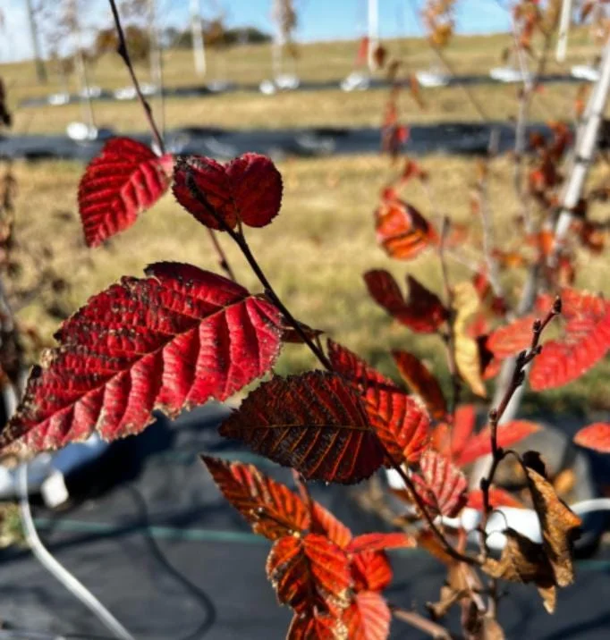 American Hornbeam Live Plant – Quart Pot – Native Deciduous Tree – Outdoor - Image 6
