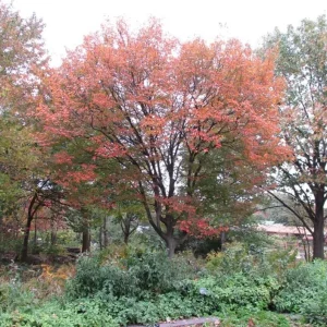 American Hornbeam Live Plant – Quart Pot – Native Deciduous Tree – Outdoor - Image 9