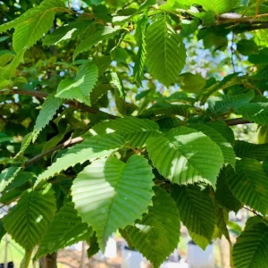 American Hornbeam Live Plant – Quart Pot – Native Deciduous Tree – Outdoor - Image 1