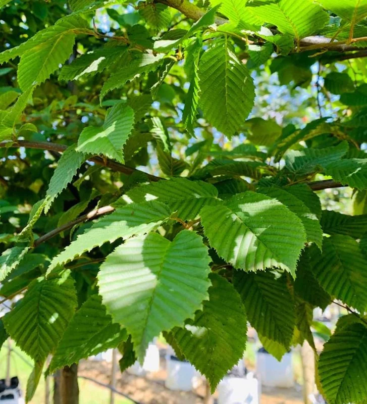 American Hornbeam Live Plant – Quart Pot – Native Deciduous Tree – Outdoor - Image 1