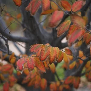 American Hornbeam Live Tree - 4" Container Carpinus Caroliniana, Outdoor Shade - Image 1