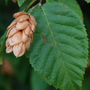 American Hornbeam Live Tree – Carpinus caroliniana – 6-12in Tall Plant in Quart Pot – Brilliant Fall Color – Outdoor - Image 2