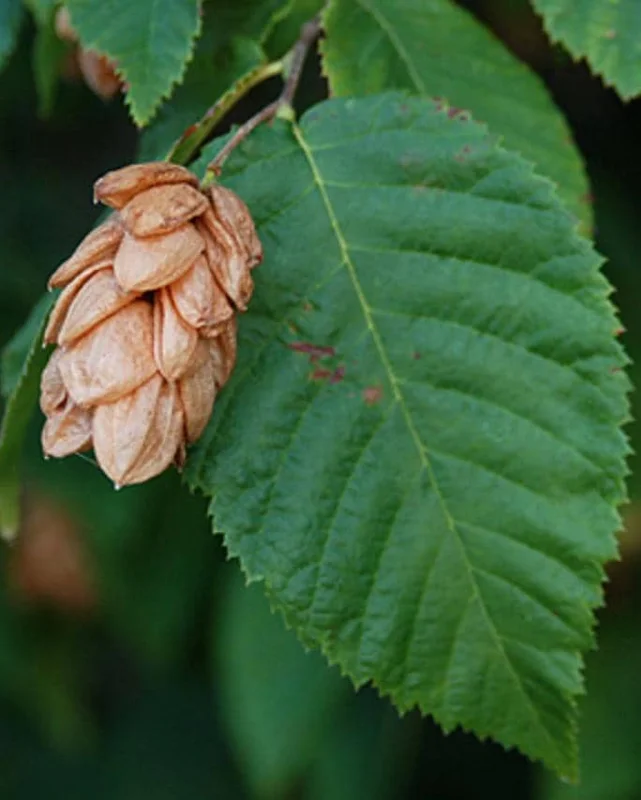 American Hornbeam Live Tree – Carpinus caroliniana – 6-12in Tall Plant in Quart Pot – Brilliant Fall Color – Outdoor - Image 2