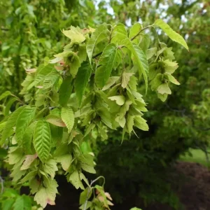 American Hornbeam Live Tree – Carpinus caroliniana – 6-12in Tall Plant in Quart Pot – Brilliant Fall Color – Outdoor - Image 3