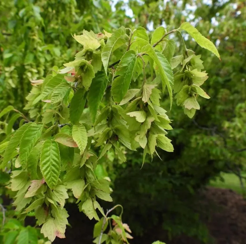 American Hornbeam Live Tree – Carpinus caroliniana – 6-12in Tall Plant in Quart Pot – Brilliant Fall Color – Outdoor - Image 3