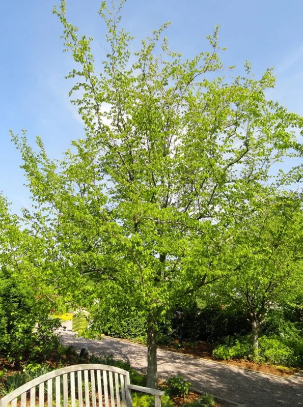 American Hornbeam Live Tree – Carpinus caroliniana – 6-12in Tall Plant in Quart Pot – Brilliant Fall Color – Outdoor - Image 4