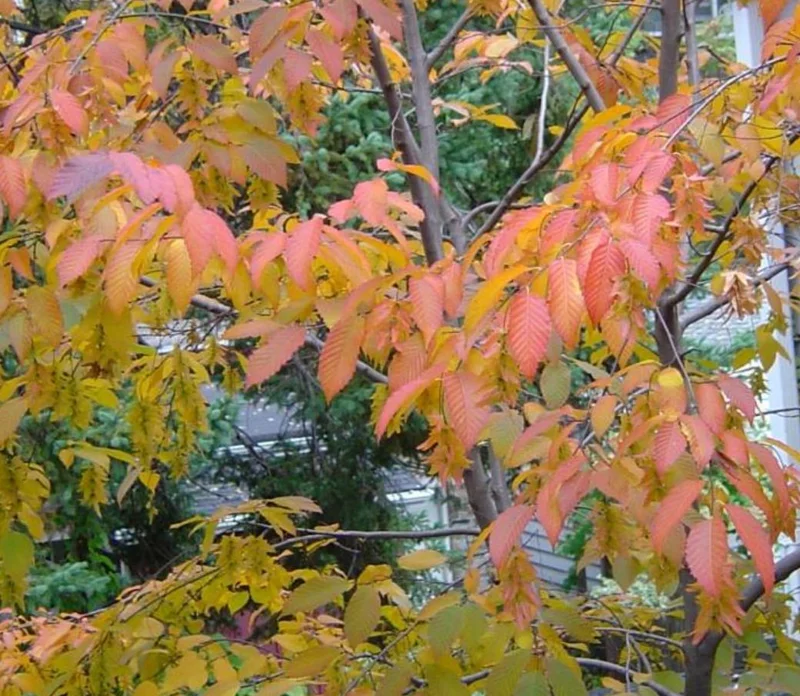 American Hornbeam Live Tree – Carpinus caroliniana – 6-12in Tall Plant in Quart Pot – Brilliant Fall Color – Outdoor - Image 5