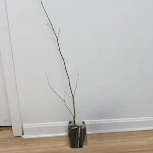 American Hornbeam Live Tree – Carpinus caroliniana – 6-12in Tall Plant in Quart Pot – Brilliant Fall Color – Outdoor - Image 6