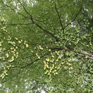 American Hornbeam Live Tree – Carpinus caroliniana – 6-12in Tall Plant in Quart Pot – Brilliant Fall Color – Outdoor - Image 7