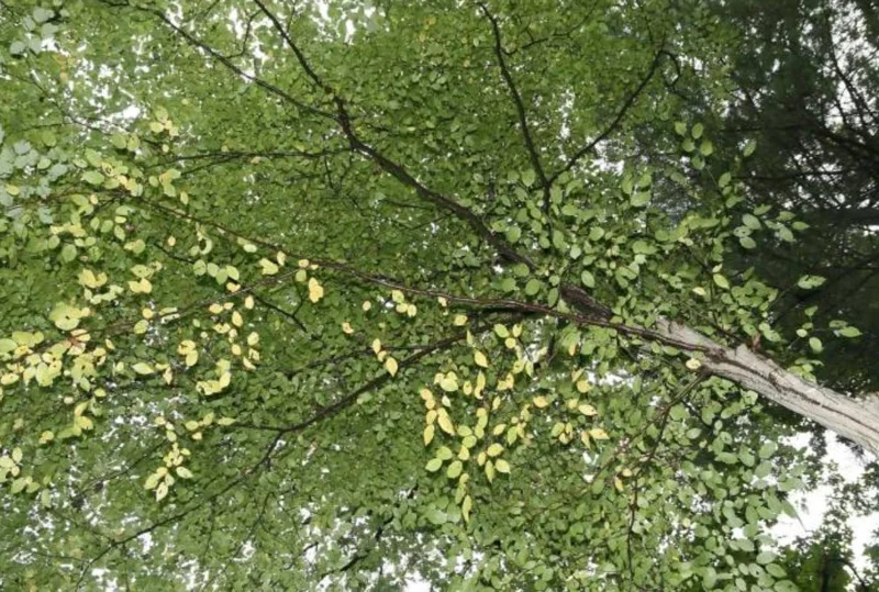 American Hornbeam Live Tree – Carpinus caroliniana – 6-12in Tall Plant in Quart Pot – Brilliant Fall Color – Outdoor - Image 7