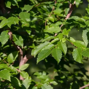 American Hornbeam Live Tree – Carpinus caroliniana – 6-12in Tall Plant in Quart Pot – Brilliant Fall Color – Outdoor - Image 8