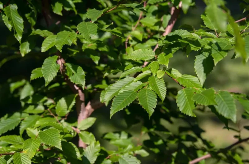 American Hornbeam Live Tree – Carpinus caroliniana – 6-12in Tall Plant in Quart Pot – Brilliant Fall Color – Outdoor - Image 8