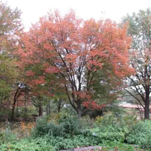 American Hornbeam Live Tree – Carpinus caroliniana – 6-12in Tall Plant in Quart Pot – Brilliant Fall Color – Outdoor - Image 9