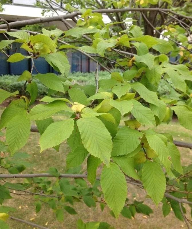 American Hornbeam Live Tree – Carpinus caroliniana – 6-12in Tall Plant in Quart Pot – Brilliant Fall Color – Outdoor - Image 1