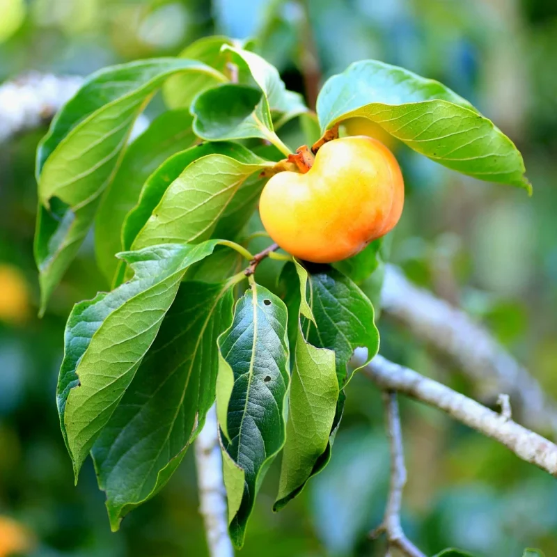 American Persimmon Tree - Live Bareroot Plant 12-18 Inches