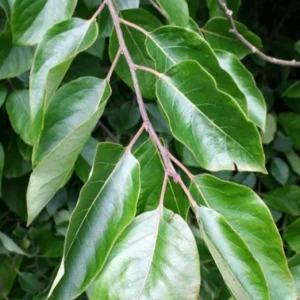 American Persimmon Live Plant 4