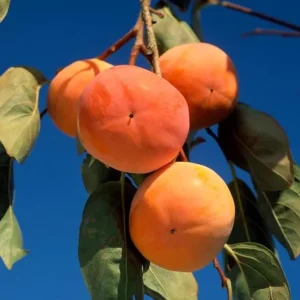 American Persimmon Live Plant 4" Pot – Cold Hardy Fruit Tree Diospyros virginiana - Image 2