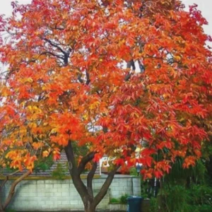 American Persimmon Live Plant 4