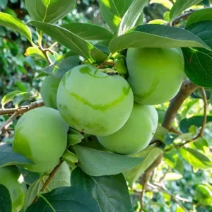 American Persimmon Live Plant 4