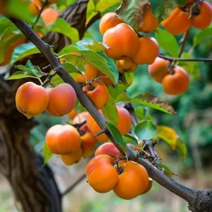 American Persimmon Live Plant 4" Pot – Cold Hardy Fruit Tree Diospyros virginiana - Image 1
