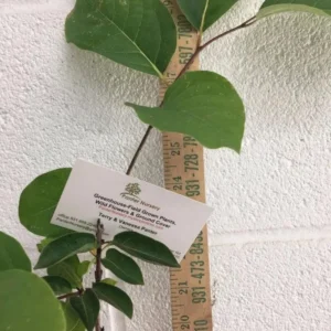 American Persimmon Live Plant - Diospyros virginiana Fruit Tree 1 Quart Pot 6-12