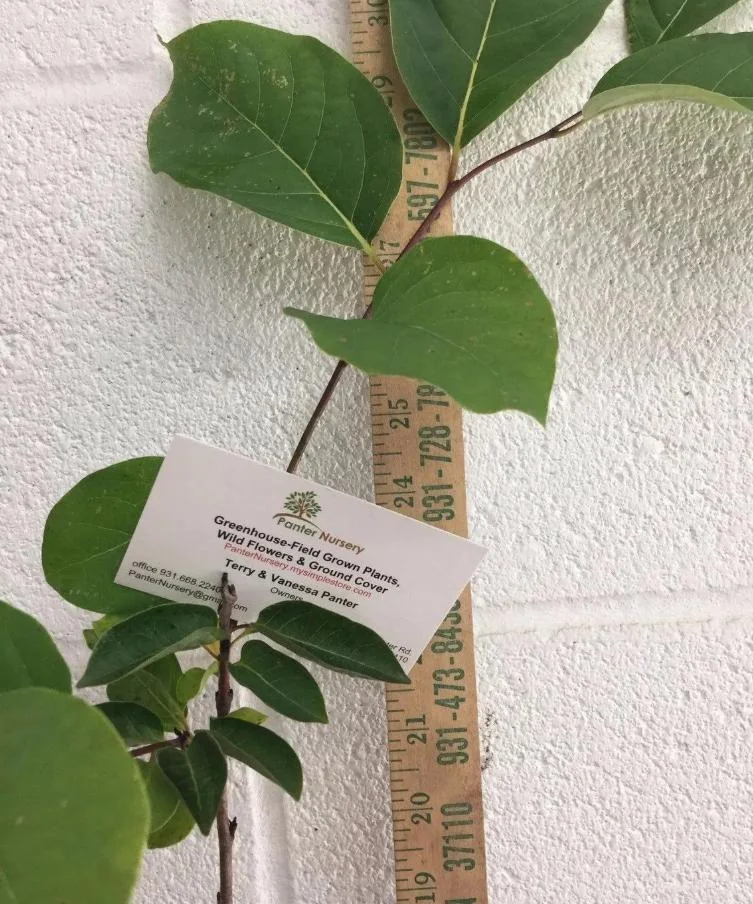 American Persimmon Live Plant - Diospyros virginiana Fruit Tree 1 Quart Pot 6-12" Tall - Image 10