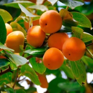 American Persimmon Live Plant - Diospyros virginiana Fruit Tree 1 Quart Pot 6-12