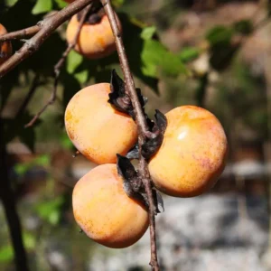 American Persimmon Live Plant - Diospyros virginiana Fruit Tree 1 Quart Pot 6-12