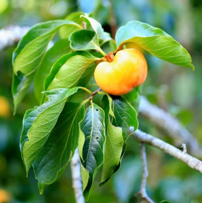 American Persimmon Live Plant - Diospyros virginiana Fruit Tree 1 Quart Pot 6-12" Tall - Image 5