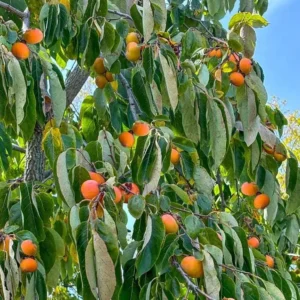 American Persimmon Live Plant - Diospyros virginiana Fruit Tree 1 Quart Pot 6-12