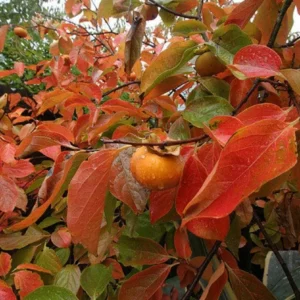 American Persimmon Live Plant - Diospyros virginiana Fruit Tree 1 Quart Pot 6-12