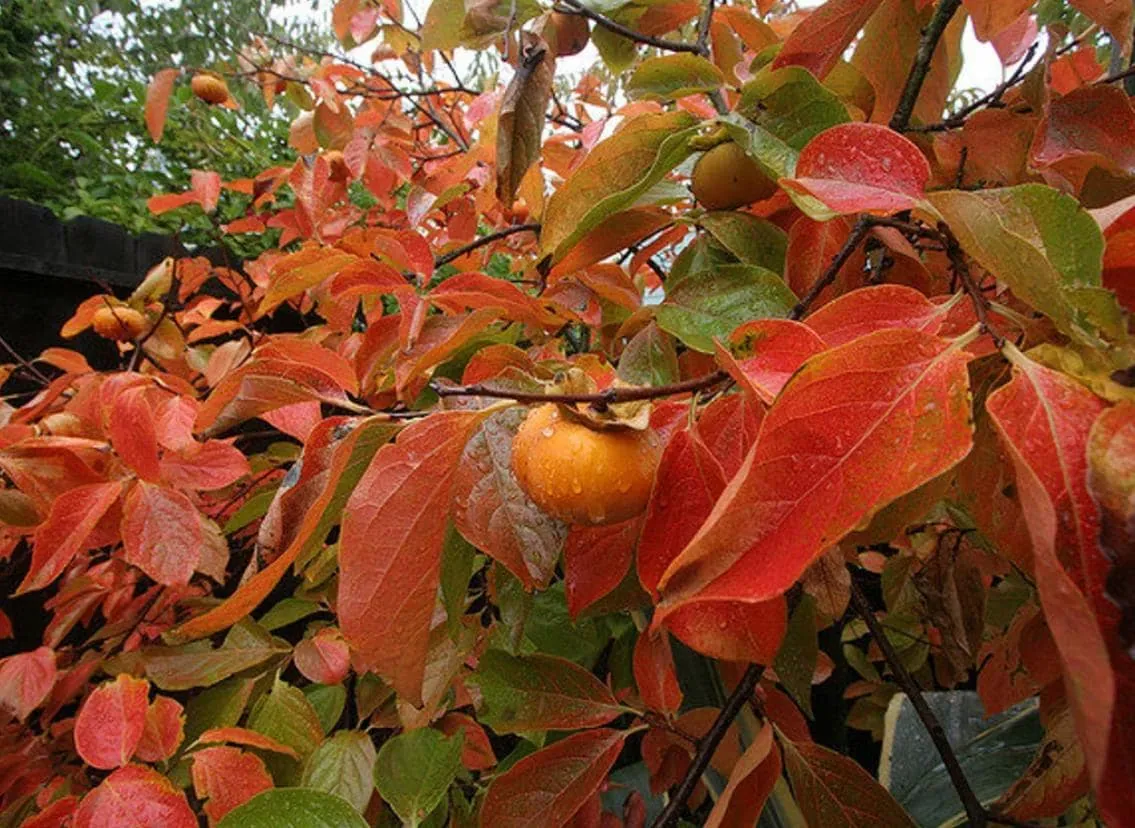 American Persimmon Live Plant - Diospyros virginiana Fruit Tree 1 Quart Pot 6-12" Tall - Image 8