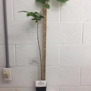 American Persimmon Live Plant - Diospyros virginiana Fruit Tree 1 Quart Pot 6-12