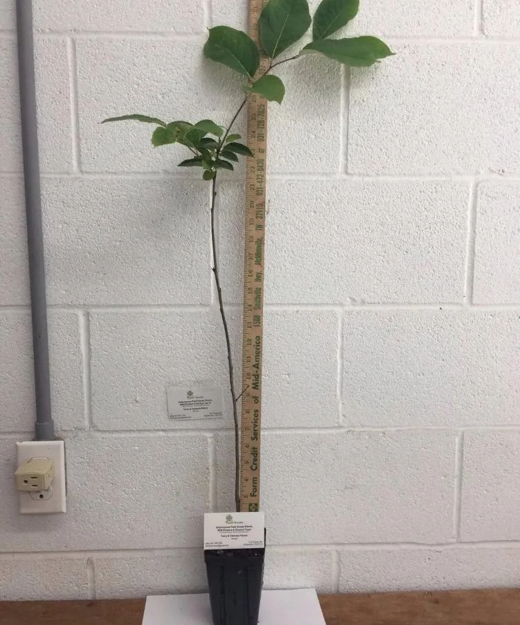 American Persimmon Live Plant - Diospyros virginiana Fruit Tree 1 Quart Pot 6-12" Tall - Image 9