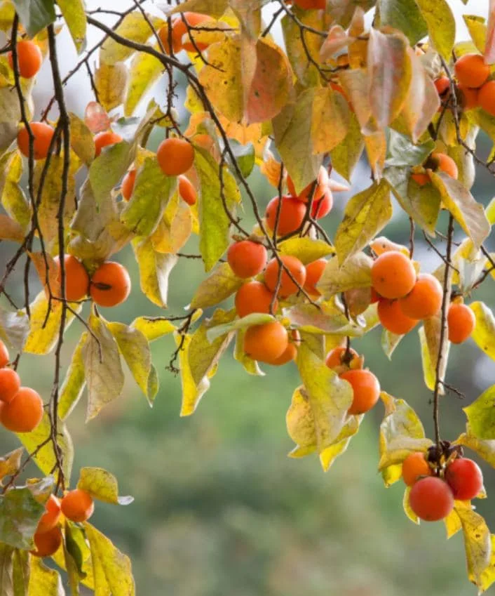 American Persimmon Live Plant - Diospyros virginiana Fruit Tree 1 Quart Pot 6-12" Tall - Image 1