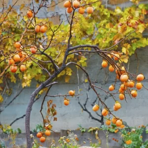 American Persimmon Live Starter Plant Set - 12-16 Inches Tall, Bare Root, 2 Pack - Image 2