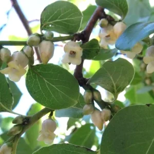 American Persimmon Live Starter Plant Set - 12-16 Inches Tall, Bare Root, 2 Pack - Image 3