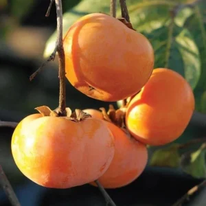 American Persimmon Live Tree - Heirloom Fruit Tree, Quart Pot, 6-12 inches, Outdoor - Image 2